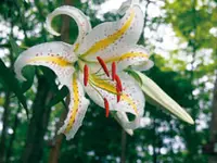箱根湿生花園の写真・動画_image_86005