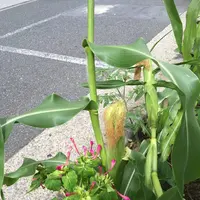 菊水通りの写真・動画_image_86463