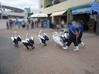 鴨川シーワールドの写真・動画_image_86498