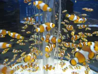 鴨川シーワールドの写真・動画_image_86499