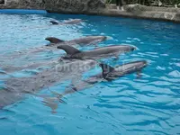鴨川シーワールドの写真・動画_image_86502
