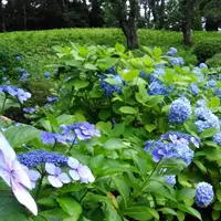 高松公園の写真・動画_image_86933