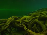 魚津埋没林博物館の写真・動画_image_87154