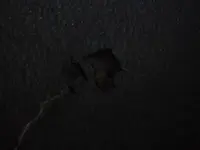 頭川トンネルの写真・動画_image_87166