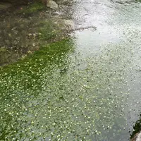 醒井の梅花藻の写真・動画_image_87183