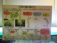 魚津水族博物館の写真・動画_image_87198