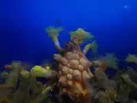魚津水族博物館の写真・動画_image_87201