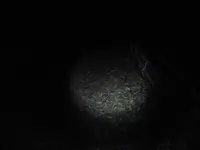 シガイの森の写真・動画_image_87310