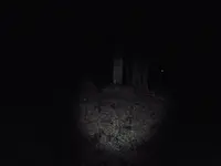 シガイの森の写真・動画_image_87311