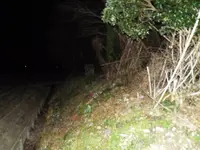 シガイの森の写真・動画_image_87312