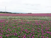 観光農園花ひろばの写真・動画_image_87437