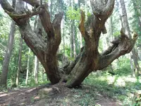 ２１世紀の森の写真・動画_image_87476