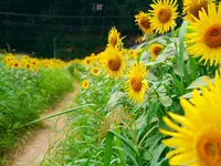 ひまわり柚遊農園の写真・動画_image_87816