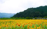 ひまわり柚遊農園の写真・動画_image_87819
