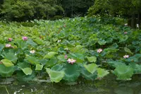蓮の名所の写真・動画_image_87905