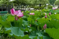 蓮の名所の写真・動画_image_87908