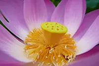 蓮の名所の写真・動画_image_87912