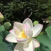 長谷寺の写真・動画_image_87964