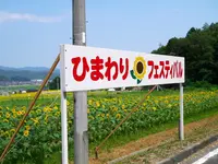 与謝野町ひまわり畑の写真・動画_image_88331