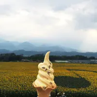 明野のひまわり畑の写真・動画_image_88893