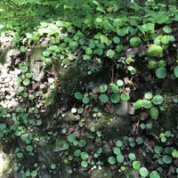 軽井沢ショー記念礼拝堂の写真・動画_image_89033