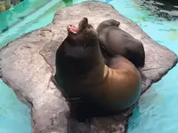 上野動物園の写真・動画_image_89176