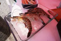 逗子海水浴場の写真・動画_image_89290