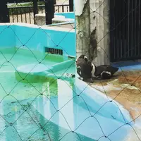 上野動物園の写真・動画_image_89307