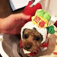ビスキーハウス(伊豆高原 一碧湖 ペット 宿泊 愛犬宿泊 ペットと泊れる宿 ペット専門の宿 犬が喜ぶ宿 犬連れ 宿 料理が美味しいペット宿)の写真・動画_image_89589