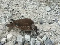 上高地の写真・動画_image_90240