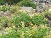 乗鞍岳の写真・動画_image_90291