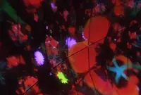 お台場みんなの夢大陸の写真・動画_image_90349