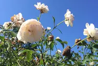 十勝千年の森の写真・動画_image_90506