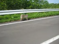 大間崎の写真・動画_image_90591