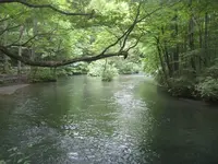 奥入瀬渓流　　の写真・動画_image_90649