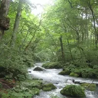 奥入瀬渓流　　の写真・動画_image_90651