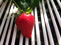 きしかんの写真・動画_image_90783