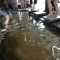 地獄蒸し工房鉄輪の写真・動画_image_91026