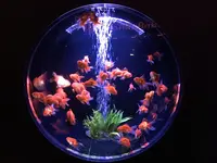 【閉業】アートアクアリウムの写真・動画_image_91577
