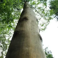 諏訪大社下社秋宮の写真・動画_image_91774