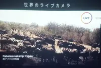 行幸地下ギャラリーの写真・動画_image_91930