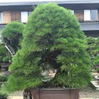 春花園の写真・動画_image_92563