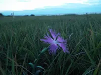 入道崎の写真・動画_image_92654