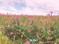 かんのファームの写真・動画_image_93025