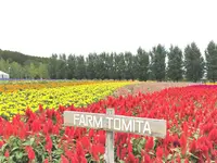 ファーム富田の写真・動画_image_93055