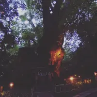 來宮神社の写真・動画_image_93568