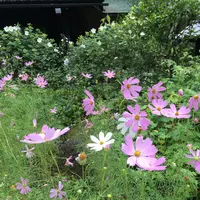 東慶寺の写真・動画_image_93995