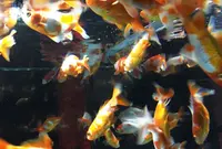 すみだ水族館の写真・動画_image_94008