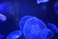 すみだ水族館の写真・動画_image_94017