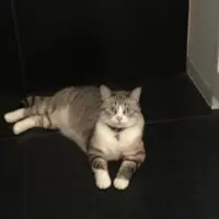 猫の箱の写真・動画_image_94028